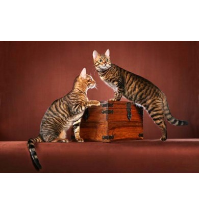Кошки - Корейская сказка